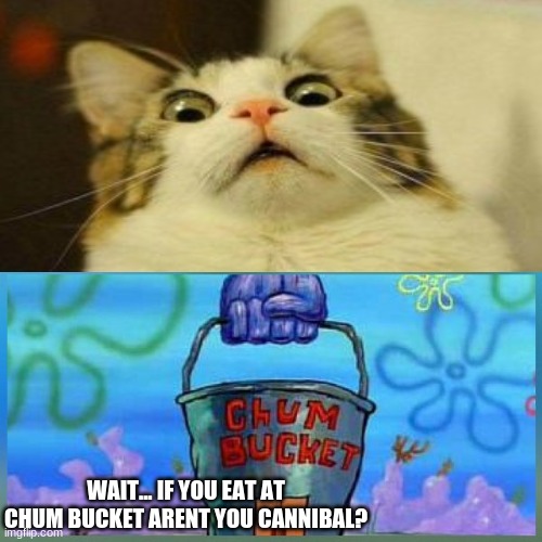 WHAT? | WAIT... IF YOU EAT AT CHUM BUCKET ARENT YOU CANNIBAL? | image tagged in memes,spongebob,cats,funny | made w/ Imgflip meme maker