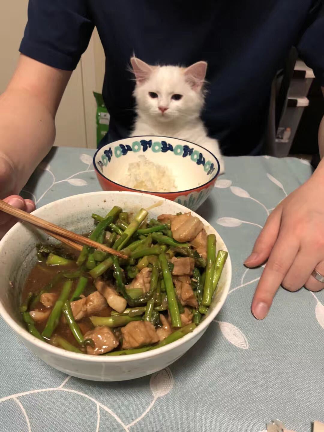 Confused cat gazing at human food Blank Meme Template