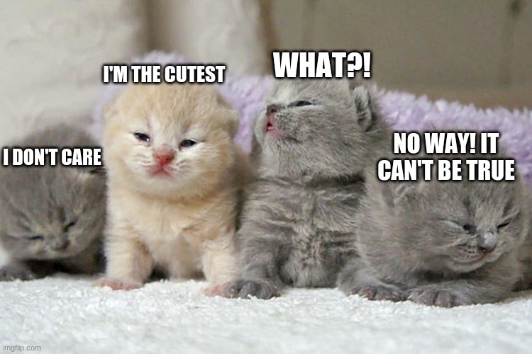 upvote if you think it's true | WHAT?! I'M THE CUTEST; NO WAY! IT CAN'T BE TRUE; I DON'T CARE | image tagged in memes,kittens,who would win | made w/ Imgflip meme maker