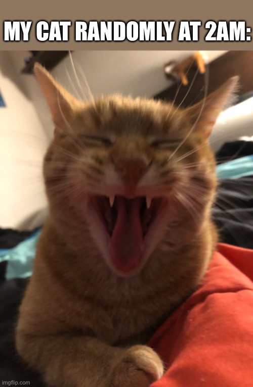 Ahem... MEEEEEOOOOOW | MY CAT RANDOMLY AT 2AM: | image tagged in funny cats | made w/ Imgflip meme maker