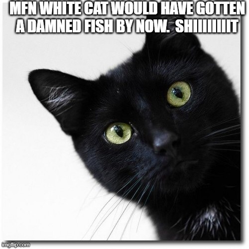 Black Cats Matter | MFN WHITE CAT WOULD HAVE GOTTEN A DAMNED FISH BY NOW.  SHIIIIIIIIT | image tagged in black cats matter | made w/ Imgflip meme maker