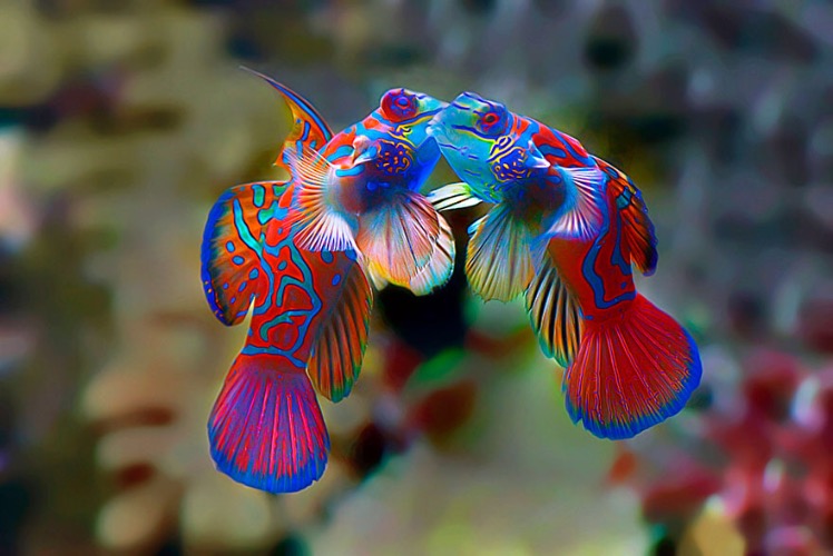 Kiss and Say Goodbye. Photo credit: Joel Mochammad | image tagged in awesome,pics,photography | made w/ Imgflip meme maker