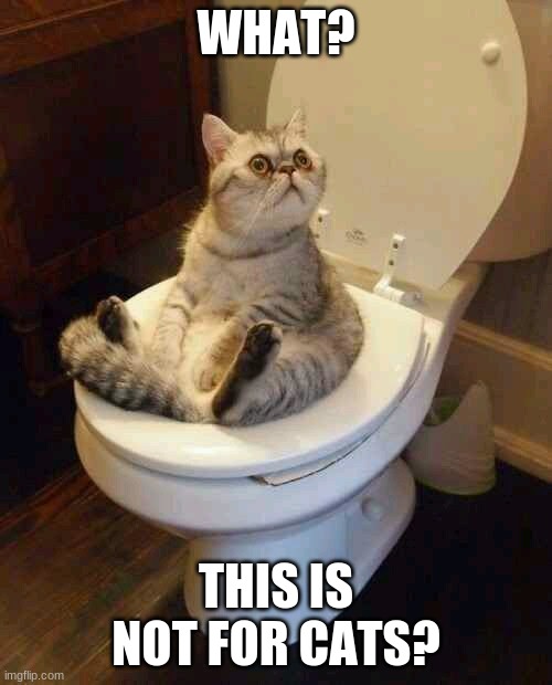 Toilet cat | WHAT? THIS IS NOT FOR CATS? | image tagged in toilet cat | made w/ Imgflip meme maker