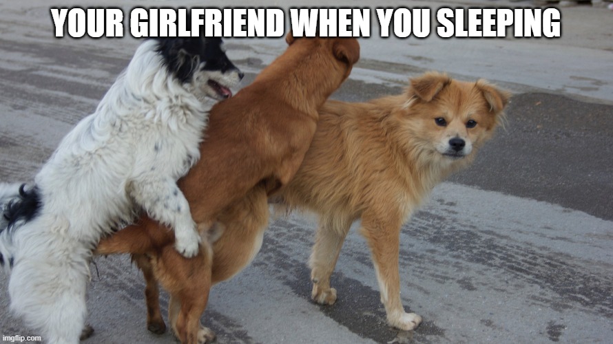 dogs humping | YOUR GIRLFRIEND WHEN YOU SLEEPING | image tagged in dogs humping | made w/ Imgflip meme maker