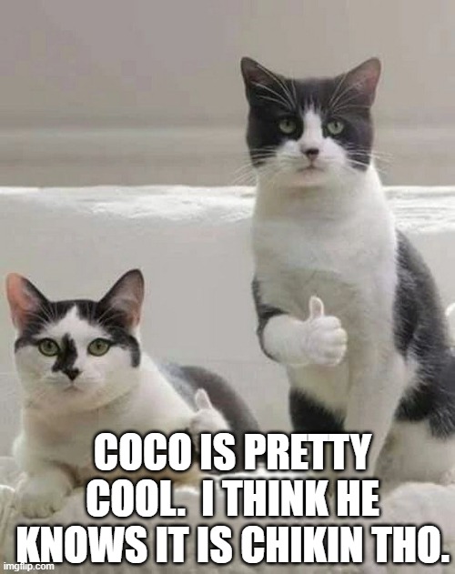 THUMBS UP CATS | COCO IS PRETTY COOL.  I THINK HE KNOWS IT IS CHIKIN THO. | image tagged in thumbs up cats | made w/ Imgflip meme maker