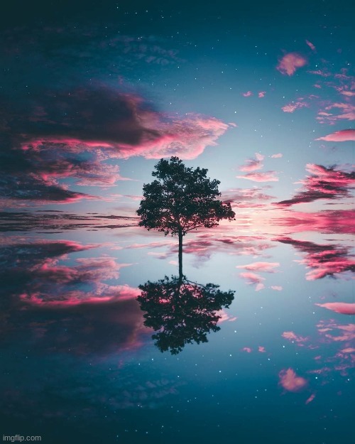 Tree on water | image tagged in awesome | made w/ Imgflip meme maker