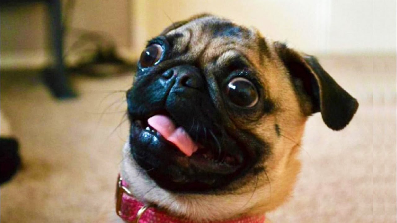 Silly Pug Blank Template Imgflip Silly Pug Blank Template Imgflip