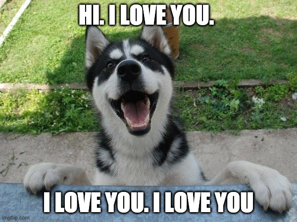 Dog Love | HI. I LOVE YOU. I LOVE YOU. I LOVE YOU | image tagged in happy doggo,dog,i love you | made w/ Imgflip meme maker