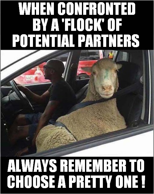 A Useful Sheep Dating Tip ! | WHEN CONFRONTED BY A 'FLOCK' OF POTENTIAL PARTNERS; ALWAYS REMEMBER TO CHOOSE A PRETTY ONE ! | image tagged in fun,sheep,dating,tips | made w/ Imgflip meme maker