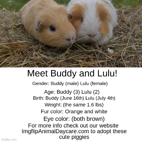 Just like another meme that made me make this one this is fake | image tagged in aww,memes,guinea pig | made w/ Imgflip meme maker