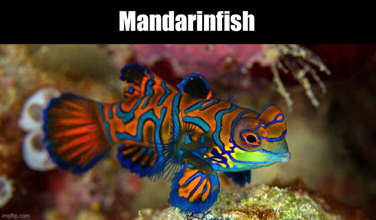 Mandarinfish | made w/ Imgflip meme maker