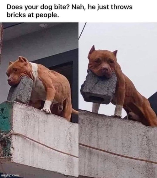 Then he bites them... | image tagged in dogs,memes | made w/ Imgflip meme maker