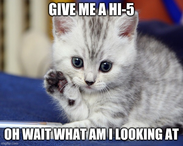 KITTY HI-5 | GIVE ME A HI-5; OH WAIT WHAT AM I LOOKING AT | image tagged in cute kitten | made w/ Imgflip meme maker
