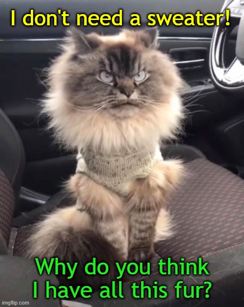Hot and Bothered | I don't need a sweater! Why do you think I have all this fur? | image tagged in cats,funny cats,mad cat,angry cat | made w/ Imgflip meme maker
