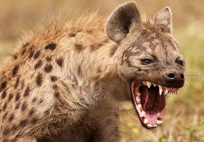 Angry Hyena Blank Meme Template