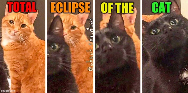 Total Eclipse Of The Cat - Imgflip