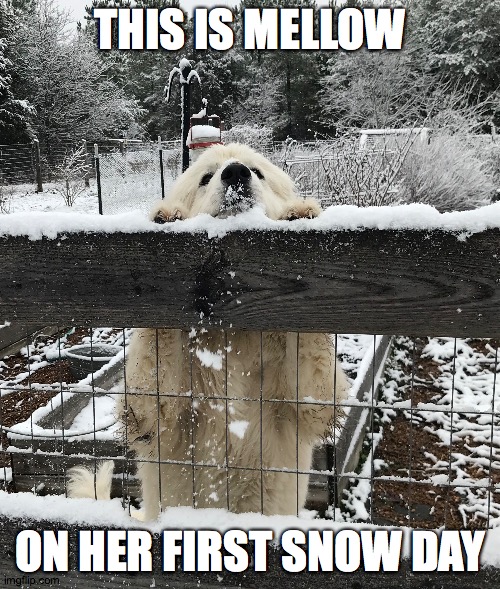 Thank you everyone <3 | THIS IS MELLOW; ON HER FIRST SNOW DAY | image tagged in cute puppy | made w/ Imgflip meme maker