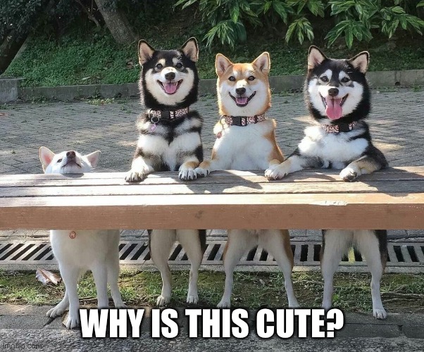 Tall and Small | WHY IS THIS CUTE? | image tagged in tall and small,dogs | made w/ Imgflip meme maker