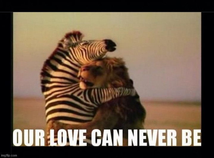image tagged in lion,zebra | made w/ Imgflip meme maker