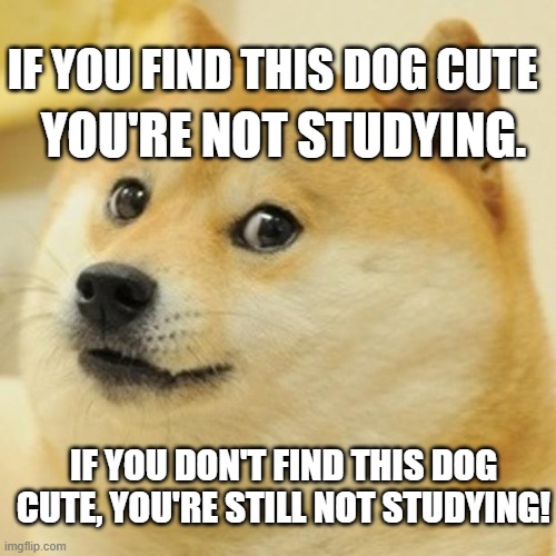 GET BACK TO WORK!!! | IF YOU FIND THIS DOG CUTE; YOU'RE NOT STUDYING. IF YOU DON'T FIND THIS DOG CUTE, YOU'RE STILL NOT STUDYING! | image tagged in memes,doge | made w/ Imgflip meme maker