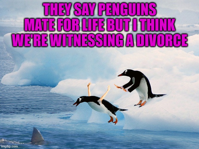 "For Life" is sooner for some than others... |  THEY SAY PENGUINS MATE FOR LIFE BUT I THINK WE'RE WITNESSING A DIVORCE | image tagged in penguin pusher,memes,mating for life,funny,penguins,divorce | made w/ Imgflip meme maker