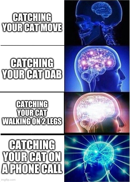 cat | CATCHING YOUR CAT MOVE; CATCHING YOUR CAT DAB; CATCHING YOUR CAT WALKING ON 2 LEGS; CATCHING YOUR CAT ON A PHONE CALL | image tagged in memes,expanding brain | made w/ Imgflip meme maker