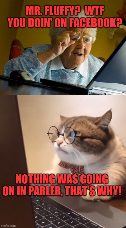MR. FLUFFY?  WTF YOU DOIN' ON FACEBOOK? NOTHING WAS GOING ON IN PARLER, THAT'S WHY! | image tagged in memes,grandma finds the internet | made w/ Imgflip meme maker