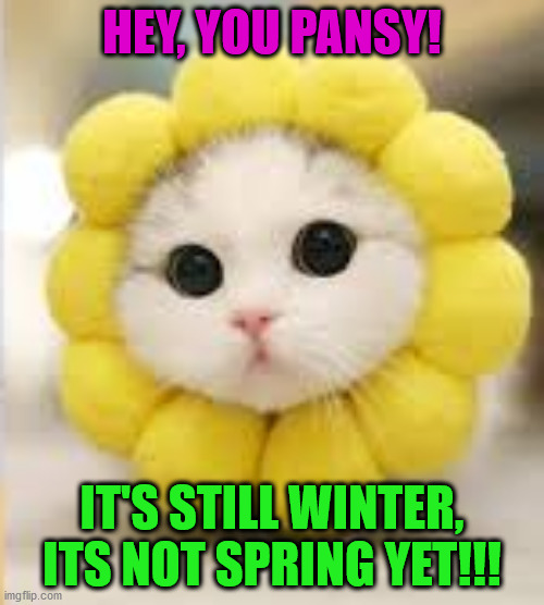 Pansy cat | HEY, YOU PANSY! IT'S STILL WINTER, ITS NOT SPRING YET!!! | image tagged in memes,funny | made w/ Imgflip meme maker
