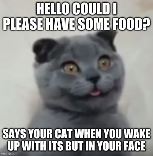 derpy cat | HELLO COULD I PLEASE HAVE SOME FOOD? SAYS YOUR CAT WHEN YOU WAKE UP WITH ITS BUT IN YOUR FACE | image tagged in derpy cat | made w/ Imgflip meme maker