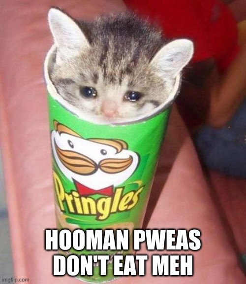 no you shall not eat this poor child | HOOMAN PWEAS DON'T EAT MEH | image tagged in pringles,crying cat,memes | made w/ Imgflip meme maker