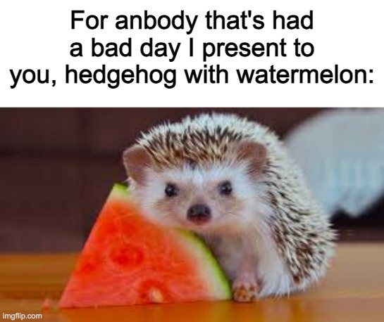 cute hedgehog | For anbody that's had a bad day I present to you, hedgehog with watermelon: | image tagged in nice,kindness,fun,happy | made w/ Imgflip meme maker