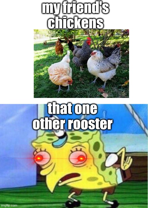 Mocking Spongebob | my friend's chickens; that one other rooster | image tagged in memes,mocking spongebob | made w/ Imgflip meme maker