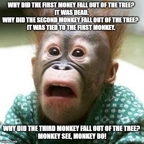 Monkey see, monkey do! | WHY DID THE FIRST MONEY FALL OUT OF THE TREE?
 IT WAS DEAD.
WHY DID THE SECOND MONKEY FALL OUT OF THE TREE? 
IT WAS TIED TO THE FIRST MONKEY. WHY DID THE THIRD MONKEY FALL OUT OF THE TREE? 
MONKEY SEE, MONKEY DO! | image tagged in shocked monkey,monkey see,monkey do,dad joke,jokes | made w/ Imgflip meme maker