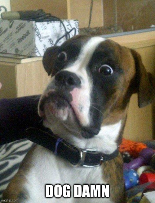 Blankie the Shocked Dog | DOG DAMN | image tagged in blankie the shocked dog | made w/ Imgflip meme maker