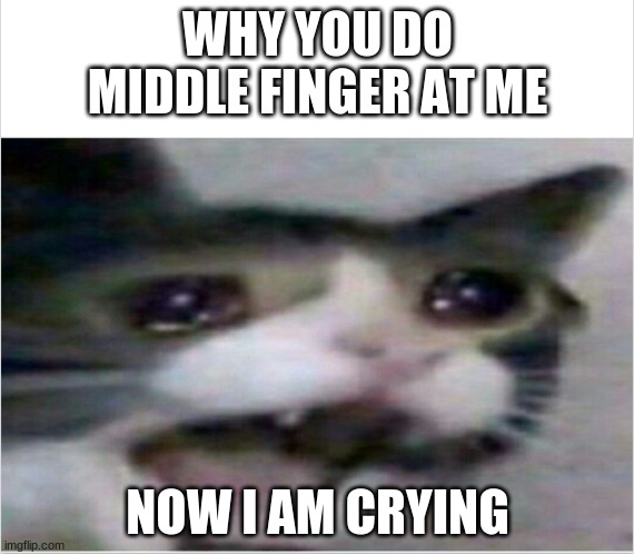 why just why | WHY YOU DO MIDDLE FINGER AT ME; NOW I AM CRYING | image tagged in crying cat,why you do middle finger | made w/ Imgflip meme maker