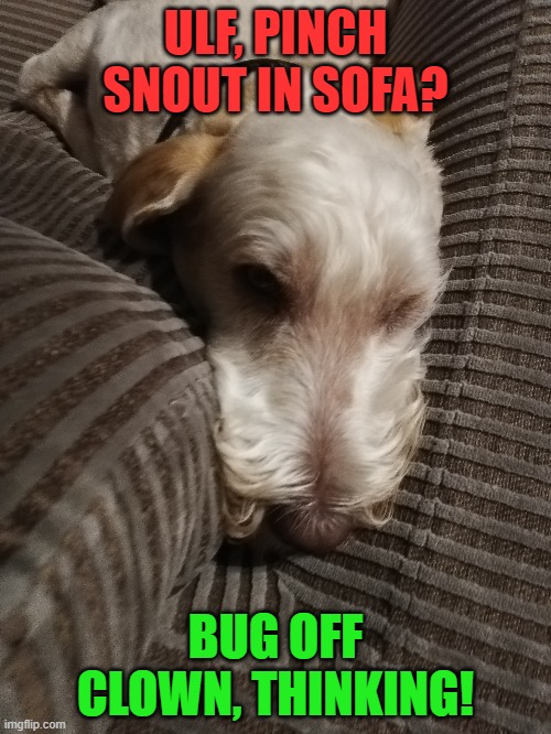 Ulf thinking | ULF, PINCH SNOUT IN SOFA? BUG OFF CLOWN, THINKING! | image tagged in ulf,thinking | made w/ Imgflip meme maker