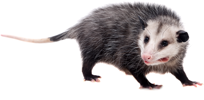 High Quality possum Blank Meme Template