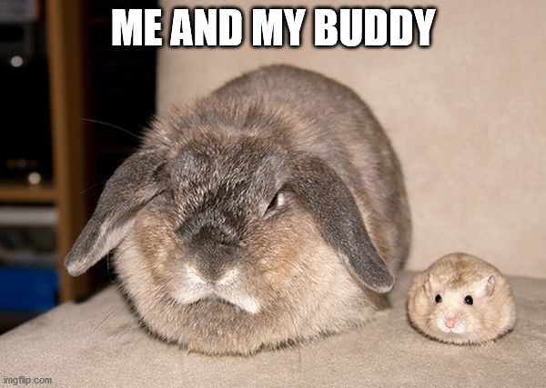 ME AND MY BUDDY | image tagged in bunnies | made w/ Imgflip meme maker