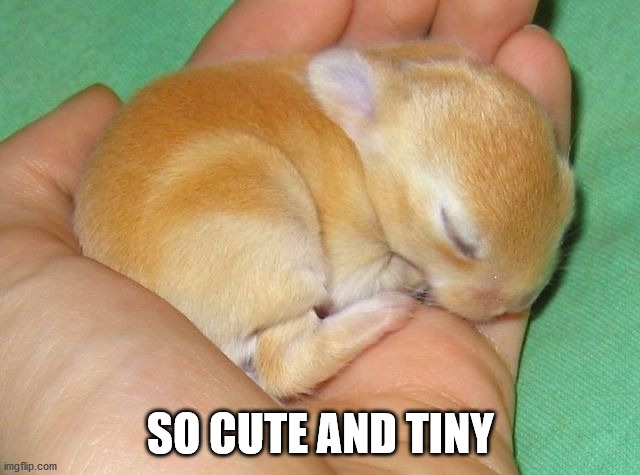 SO CUTE AND TINY | image tagged in bunnies | made w/ Imgflip meme maker