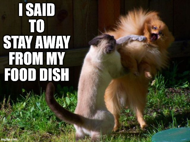 I SAID TO STAY AWAY FROM MY FOOD DISH | image tagged in cats | made w/ Imgflip meme maker