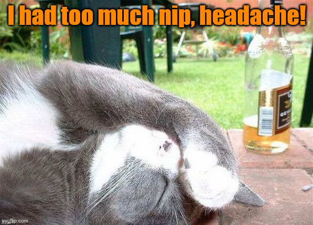 I had too much nip, headache! | image tagged in cats | made w/ Imgflip meme maker