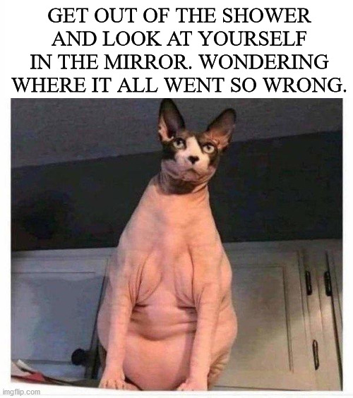 GET OUT OF THE SHOWER AND LOOK AT YOURSELF IN THE MIRROR. WONDERING WHERE IT ALL WENT SO WRONG. | image tagged in cats | made w/ Imgflip meme maker
