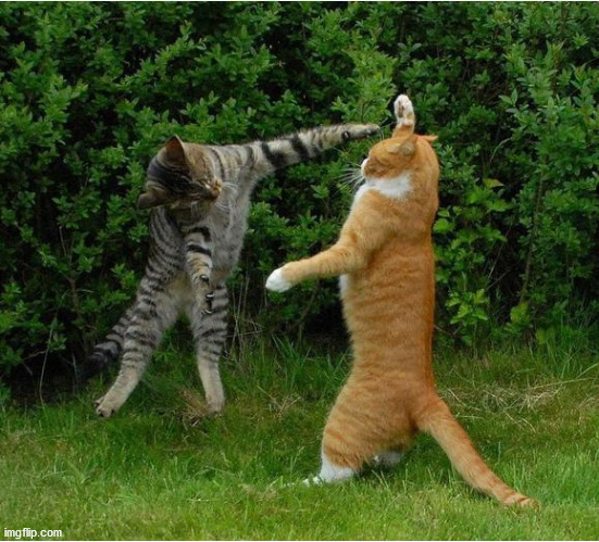 Cat Fight | image tagged in cat fight | made w/ Imgflip meme maker