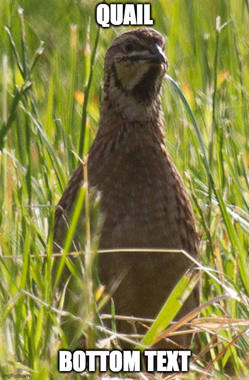 Quail | QUAIL; BOTTOM TEXT | image tagged in quail | made w/ Imgflip meme maker