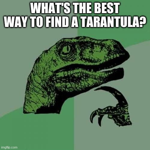 Philosoraptor Meme | WHAT'S THE BEST WAY TO FIND A TARANTULA? | image tagged in memes,philosoraptor | made w/ Imgflip meme maker