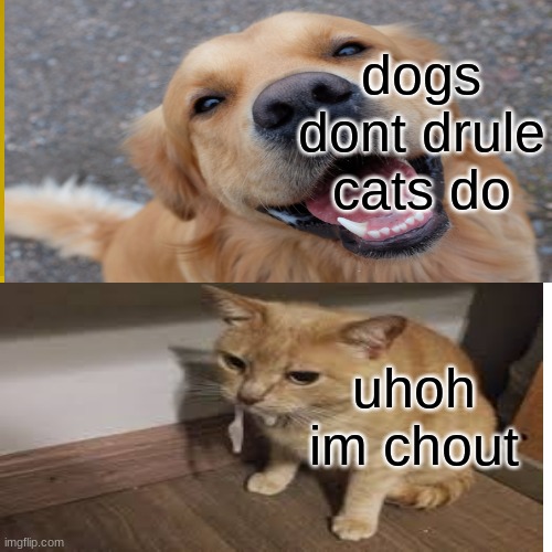 dogs vs cats | dogs dont drule cats do; uhoh im chout | image tagged in dog week | made w/ Imgflip meme maker