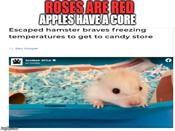 Hamster commited to candy | ROSES ARE RED; APPLES HAVE A CORE | image tagged in hamster,candy store | made w/ Imgflip meme maker