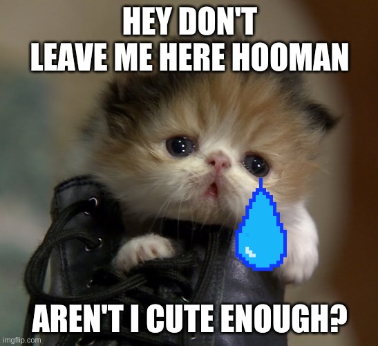 Kitten in shoe | HEY DON'T LEAVE ME HERE HOOMAN; AREN'T I CUTE ENOUGH? | image tagged in kitten in shoe | made w/ Imgflip meme maker