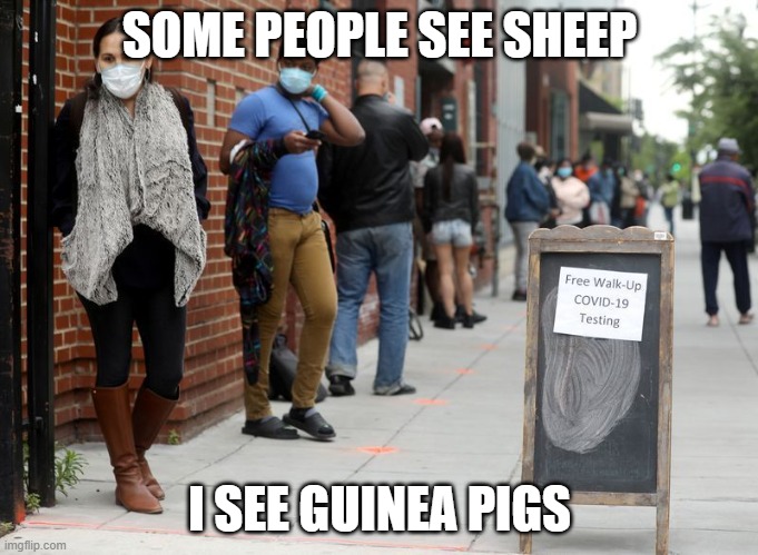 which do you see | SOME PEOPLE SEE SHEEP; I SEE GUINEA PIGS | image tagged in covid | made w/ Imgflip meme maker