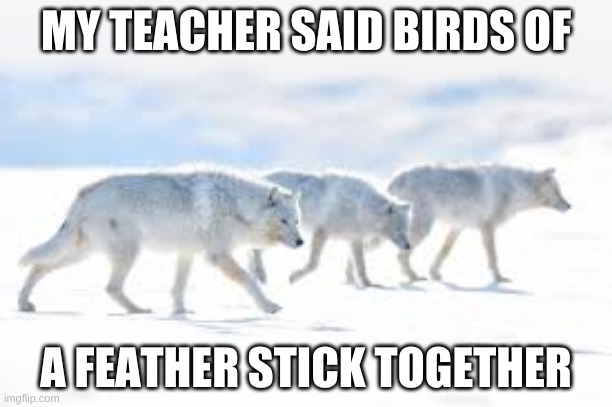 good | MY TEACHER SAID BIRDS OF; A FEATHER STICK TOGETHER | image tagged in pie charts | made w/ Imgflip meme maker